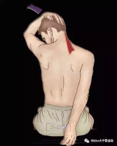 怎么减掉斜方肌变成一字肩,女人天鹅颈怎么练出来