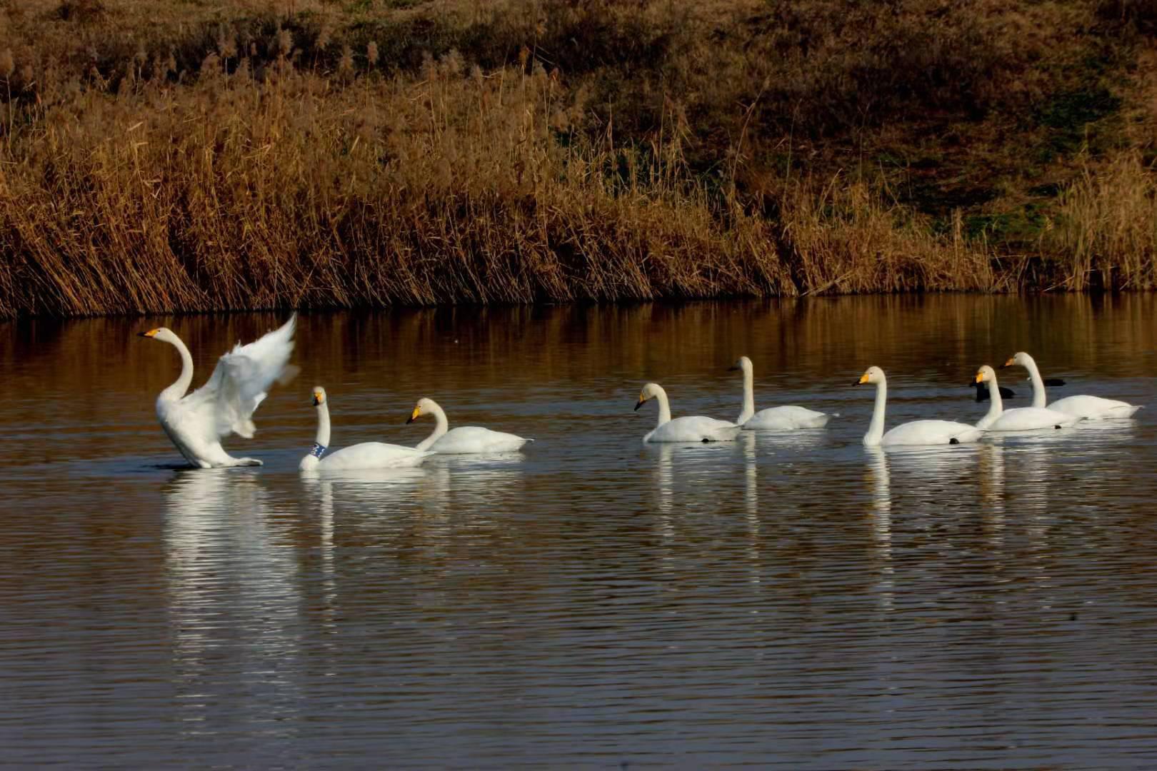 西安阎良区：石川河里天鹅翩翩舞