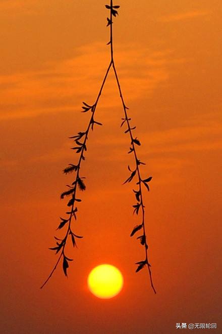 欣赏贺知章咏柳的意境美,咏柳贺知章写的咏柳赞美什么