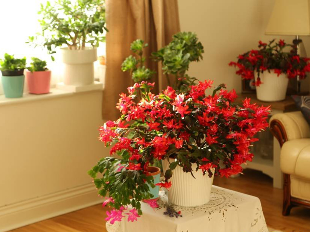 新年最红最火最旺的年宵花,春节临近年宵花热销