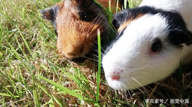 怎么挑选一只荷兰猪,如何挑选一只好的荷兰猪