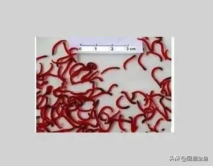 养鱼日常金鱼,养鱼学问观赏鱼