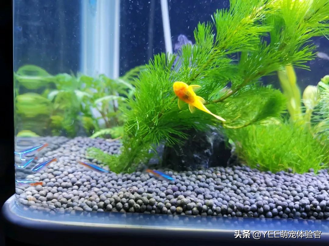 新手入门养鱼技巧,新手鱼缸养鱼知识与技巧