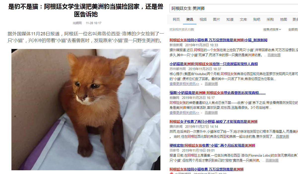 美洲豹和豹猫的相同之处,美洲豹和花豹的区别讨论