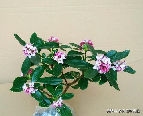 瑞香叶发黄掉叶是怎么回事,瑞香叶片很薄怎么回事