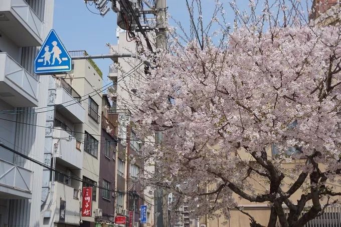 日本的樱花又开了哦,日本樱花又开了是什么梗