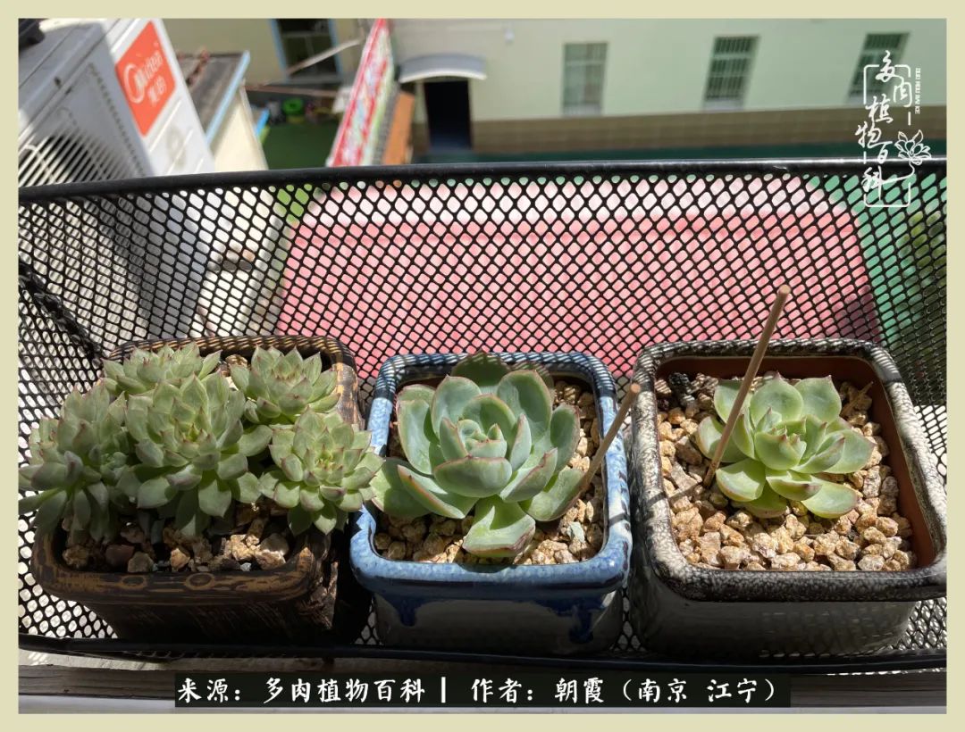 多肉最美的飘枝品种,多肉最美老桩