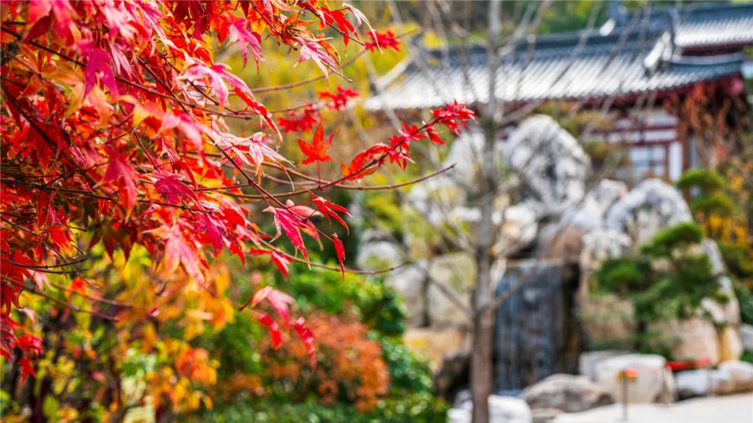 华清宫的初冬美景，惊艳了谁的时光？