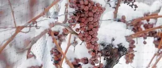 甜酒葡萄酒整箱,葡萄酒饮法大全