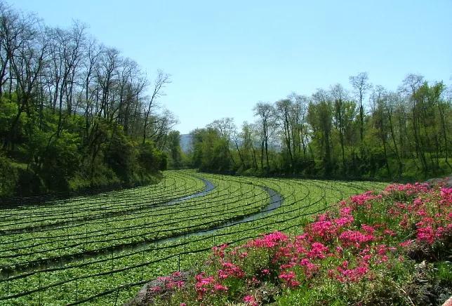 225亩公园能容纳多少人,225亩荒地