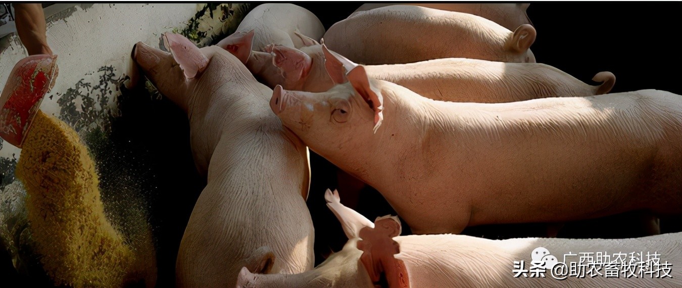 有没有很好预防非瘟的药物及方法,怎么预防非瘟最有效