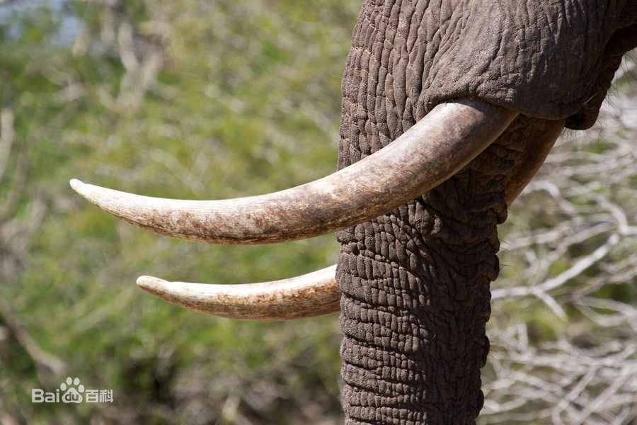 小学问|集合啦!麦粒鸟教你搞对「象」啦!