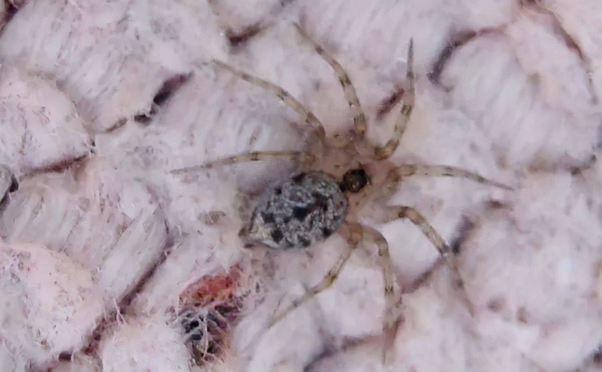 福建乡下一些常见的蜘蛛，看看有没有你认识的？