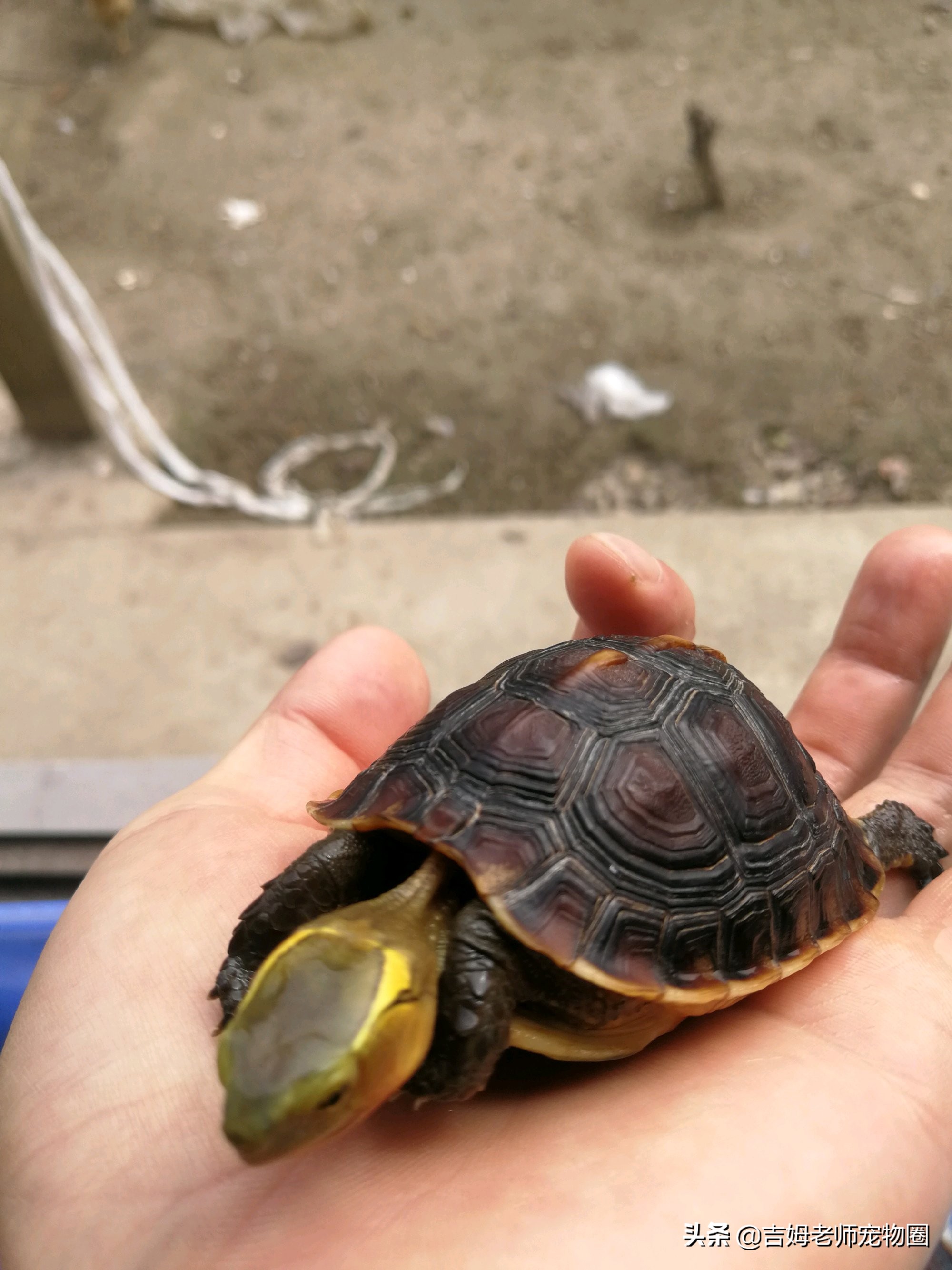 养乌龟新手入门黄缘龟,黄缘龟常见病及预防