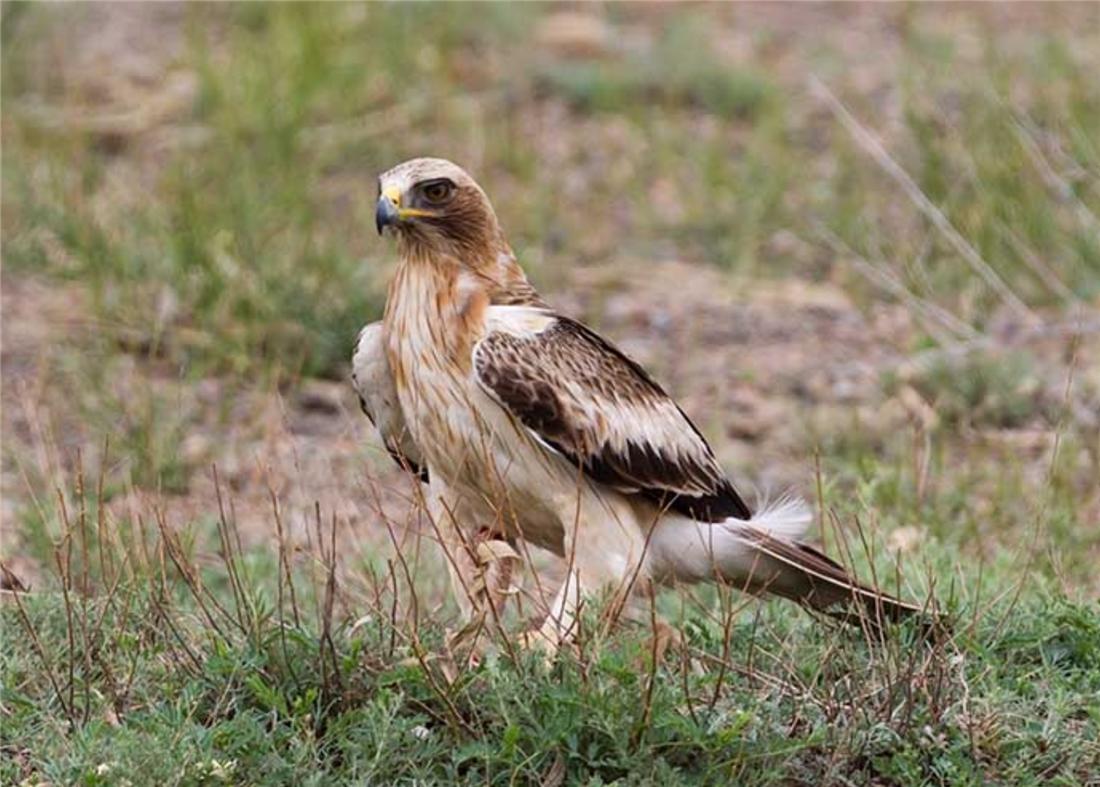 母雕雪中孵蛋,人工哺育角雕幼鸟