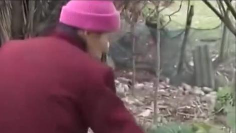 湖南文盲老太成神医了吗,湖南文盲老太被称华佗再世