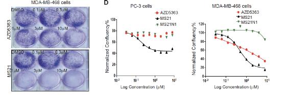 靶向治疗能杀死扩散的癌细胞吗,akt在癌症中的作用
