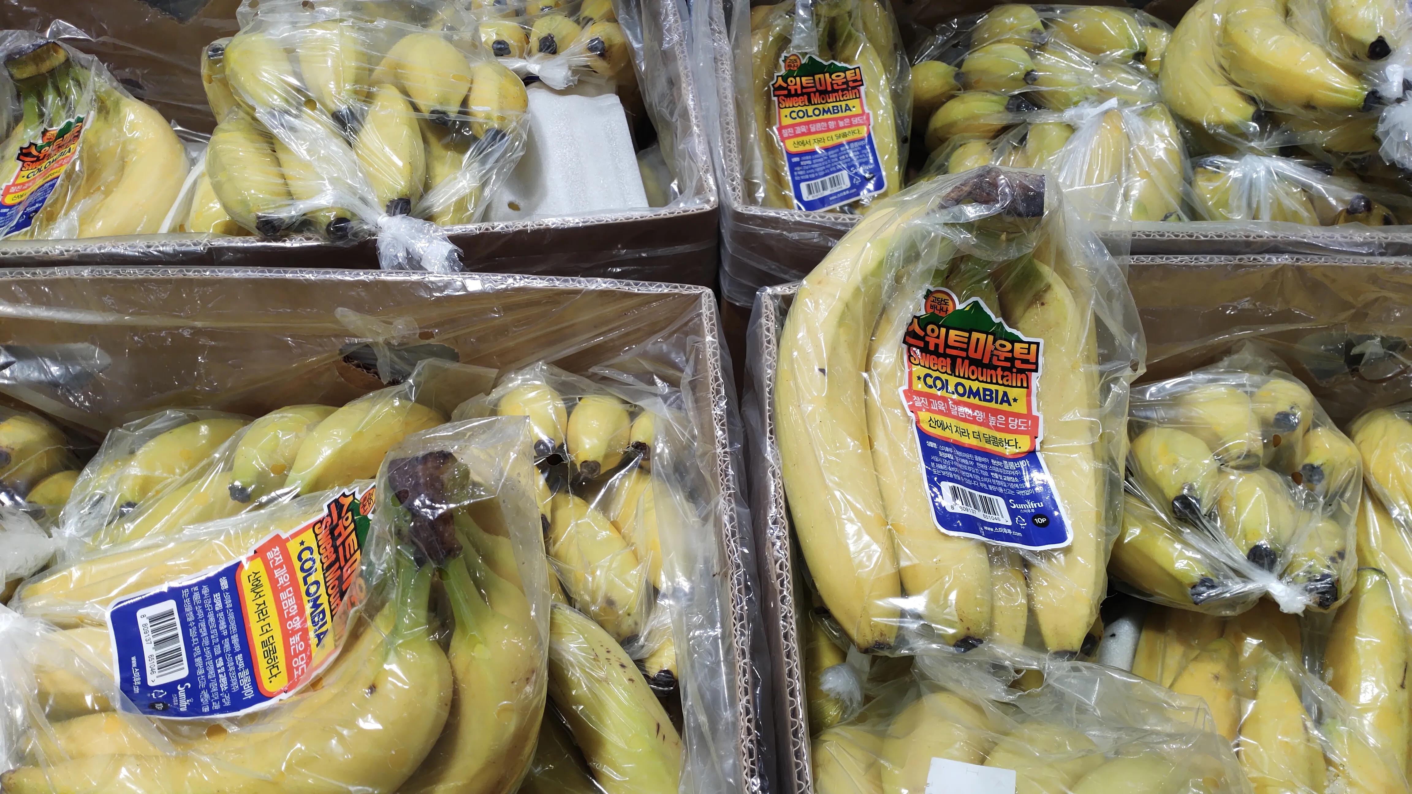 首尔layered咖啡,首尔很多萨摩耶的地方