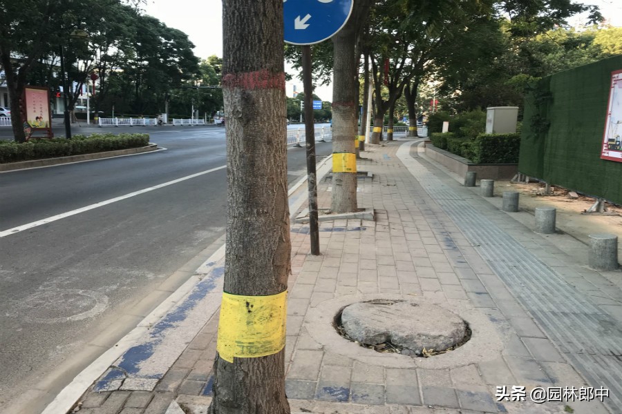 草履蚧用什么药治,防治草履蚧病虫喷药的通知