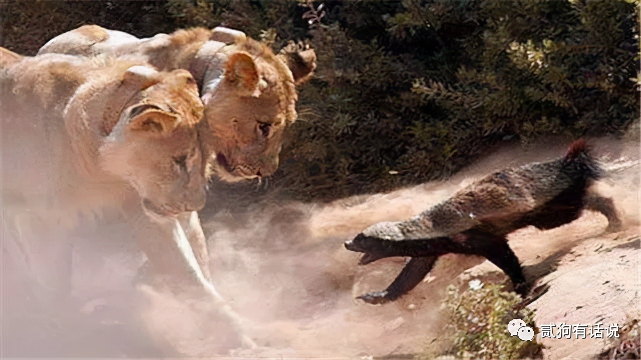 平头哥的传奇记录,平头哥的一生故事