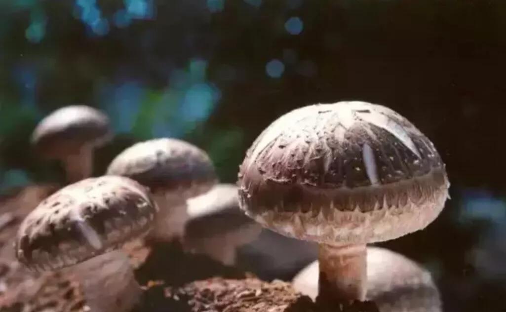 香菇生料栽培与熟料栽培的区别,食用菌栽培技术香菇
