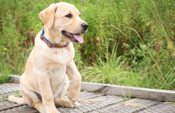 比较温顺善良的狗狗品种有哪些,温顺好养的狗狗中大型犬