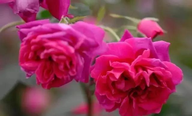 玫瑰花有哪些品种,玫瑰花有哪些品种大全