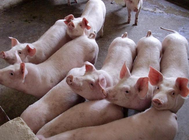 仔猪怎么喂长得快,小猪怎样喂