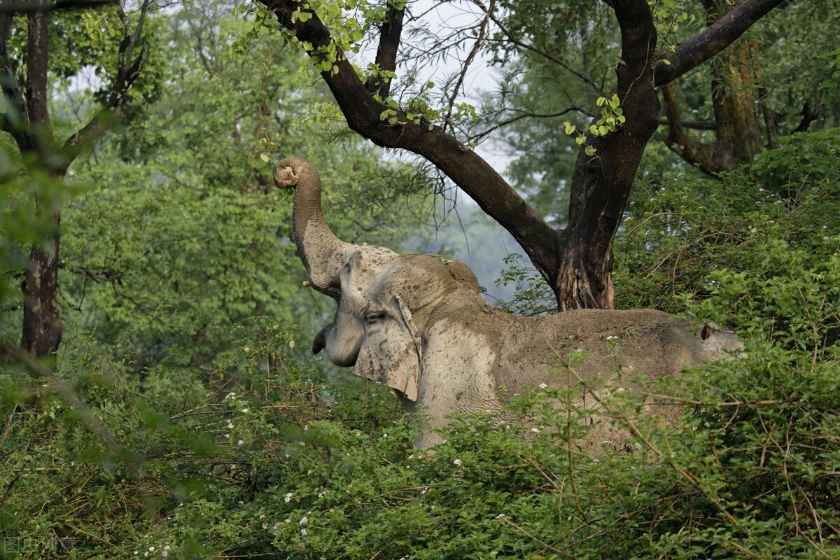 野外遭遇成年野象,如何才能逃生?记住这6点技巧,紧急时能保命