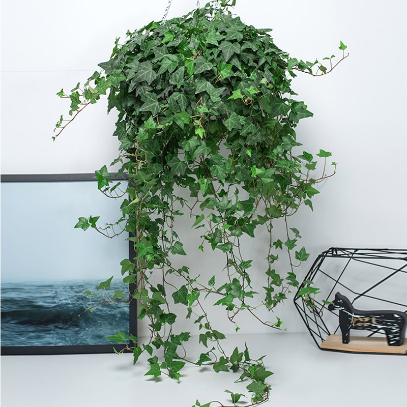 适合阳光暴晒的观叶绿植,适合室内养的高端观叶绿植