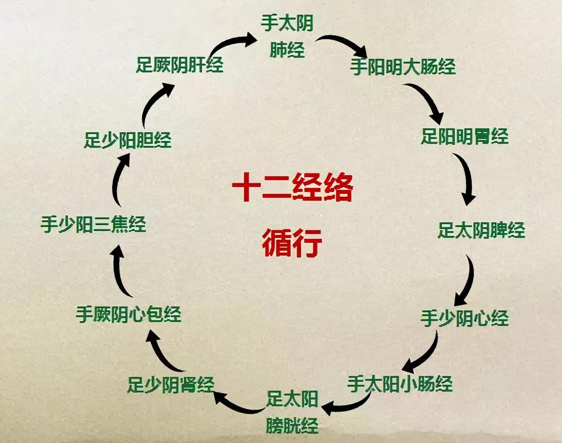 针灸学经脉循行速记,零基础学针灸十二经脉