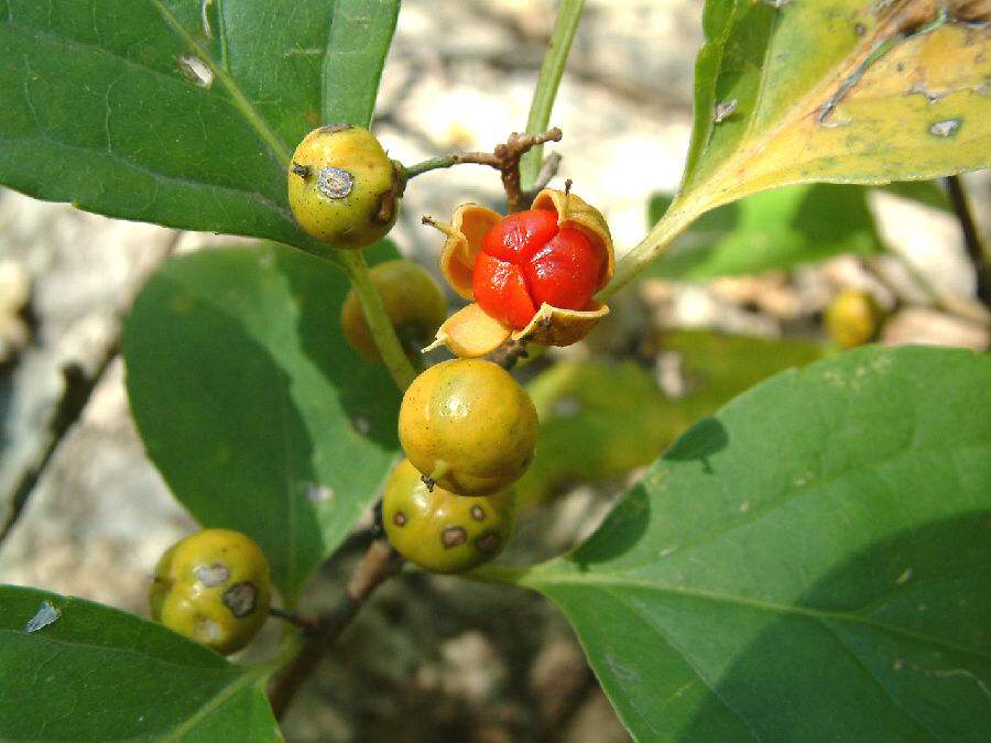 山货药材云南文山,中药材山货