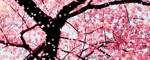 6月有钱没钱,这5颗水果都要买,饭前或饭后吃点,清爽美味营养多