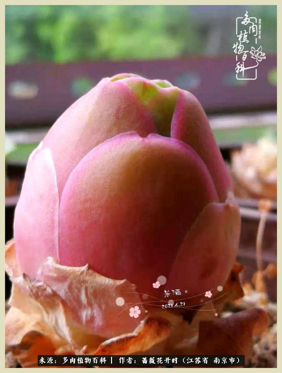 又见颜的妩媚，色的诱惑！这些山地玫瑰礼盒惊艳了眼眸