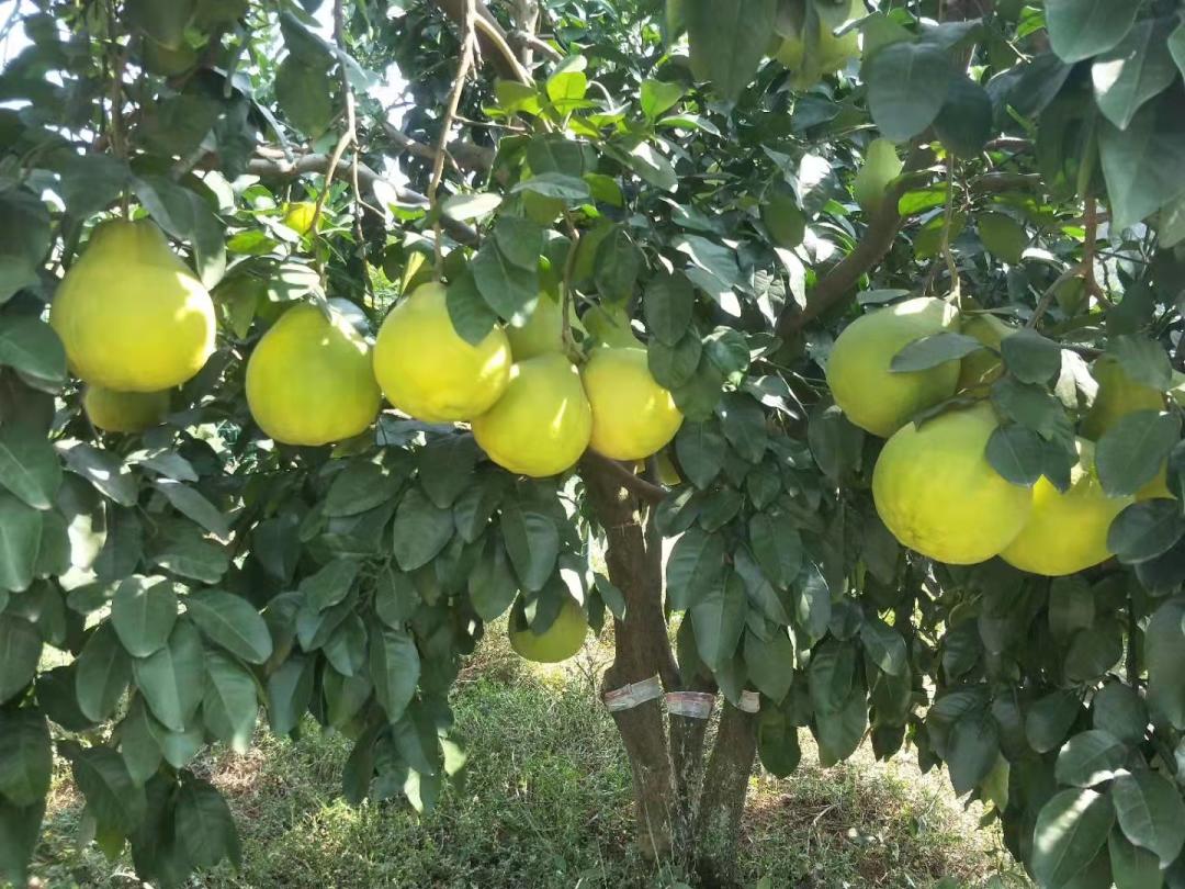 百县百日文旅消费活动直播,百县百日文旅消费季直播修水