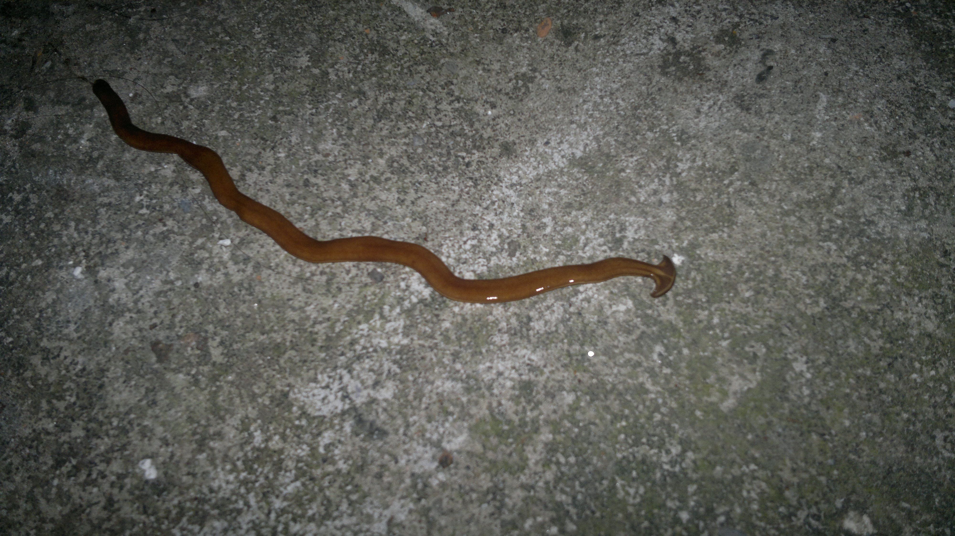 水蛭不小心放到酒精里面就怎么样,水蛭不小心吃进肚