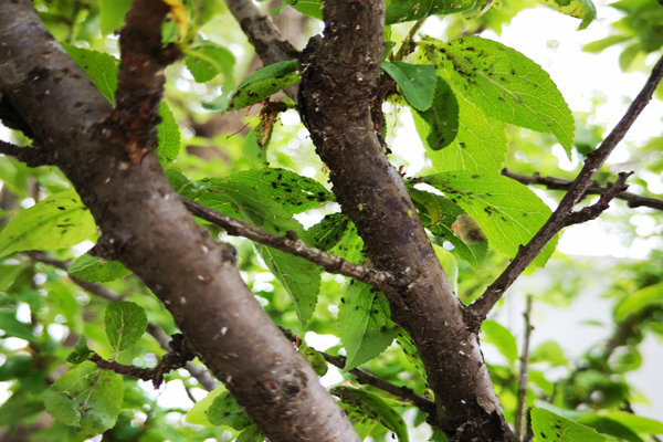 李树长了白色小虫怎么办,李树干长虫子怎么办