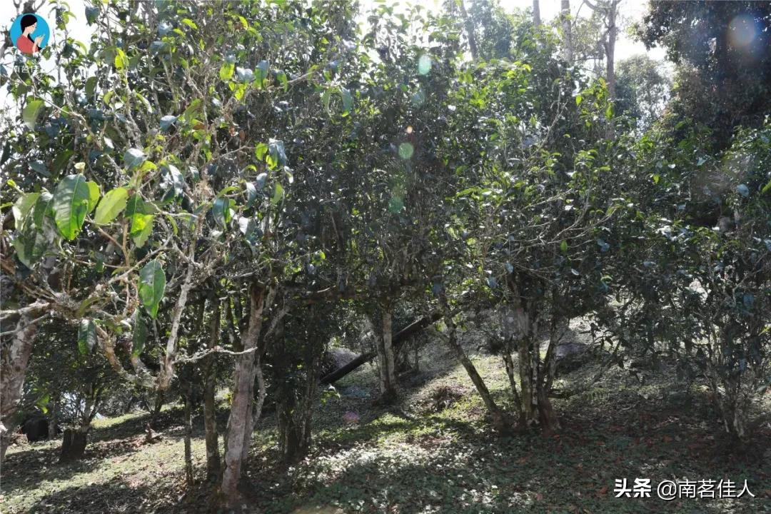 快看！前方发现一座宝藏山头，神似“班章”，却有自己的独特之处