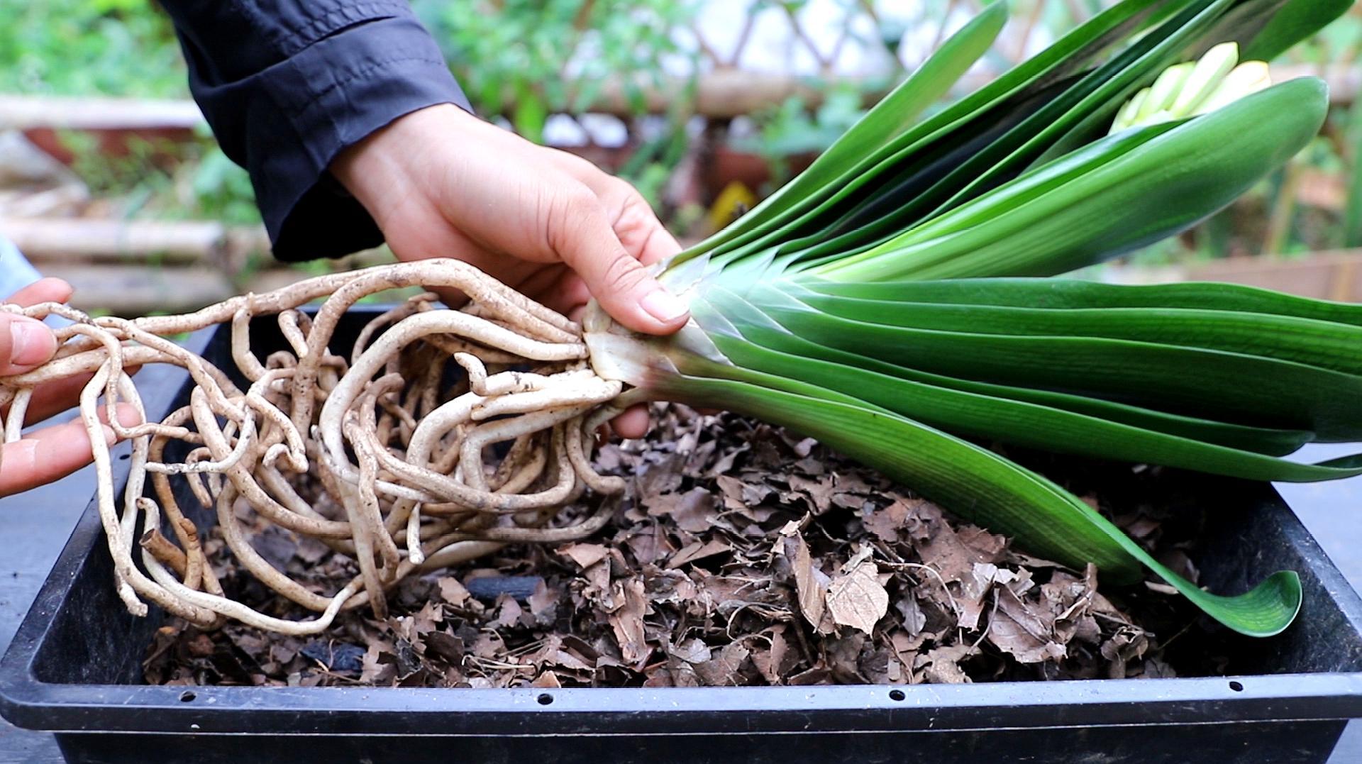 君子兰换盆最好是春季还是秋季,给君子兰换盆是春天好还是秋天好