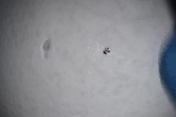 鸡蛋皮缝合手术,缝合鸡蛋膜视频教程