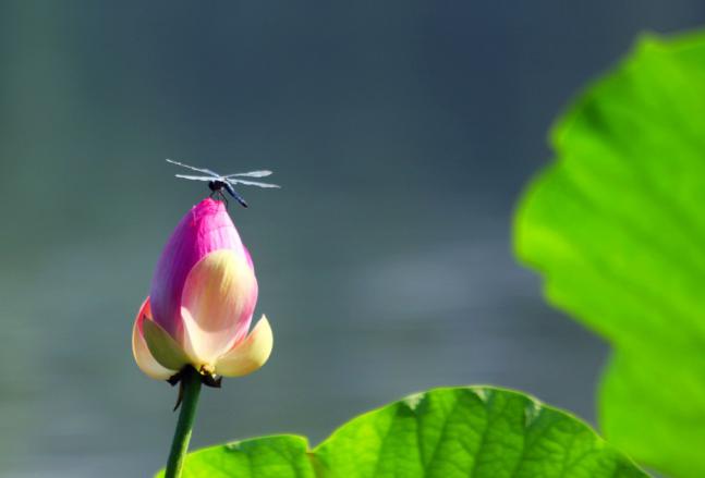 小荷才露尖尖角，早有蜻蜓立上头，蜻蜓在你心中是什么的象征