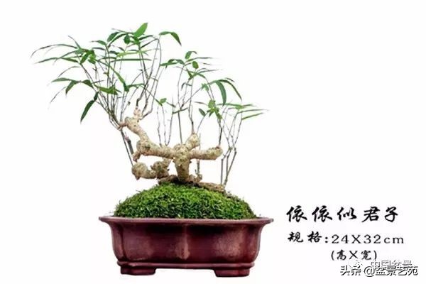 北方耐寒矮化竹子,竹子矮化的最佳方法