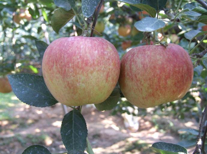 苹果必须摘套吗,苹果口感和外形是套袋还是抽真空