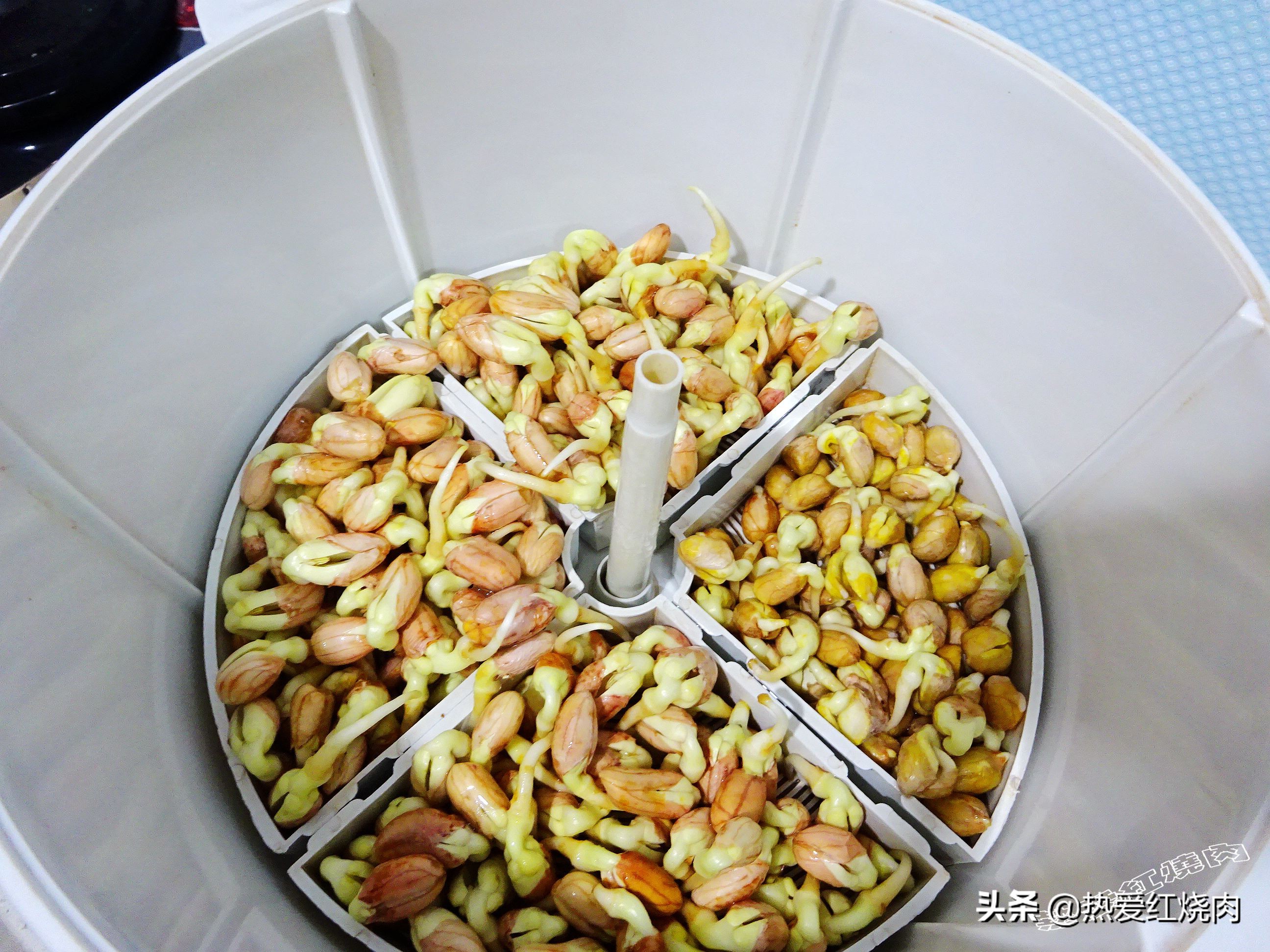 花生芽容易买得到吗,花生做花生芽