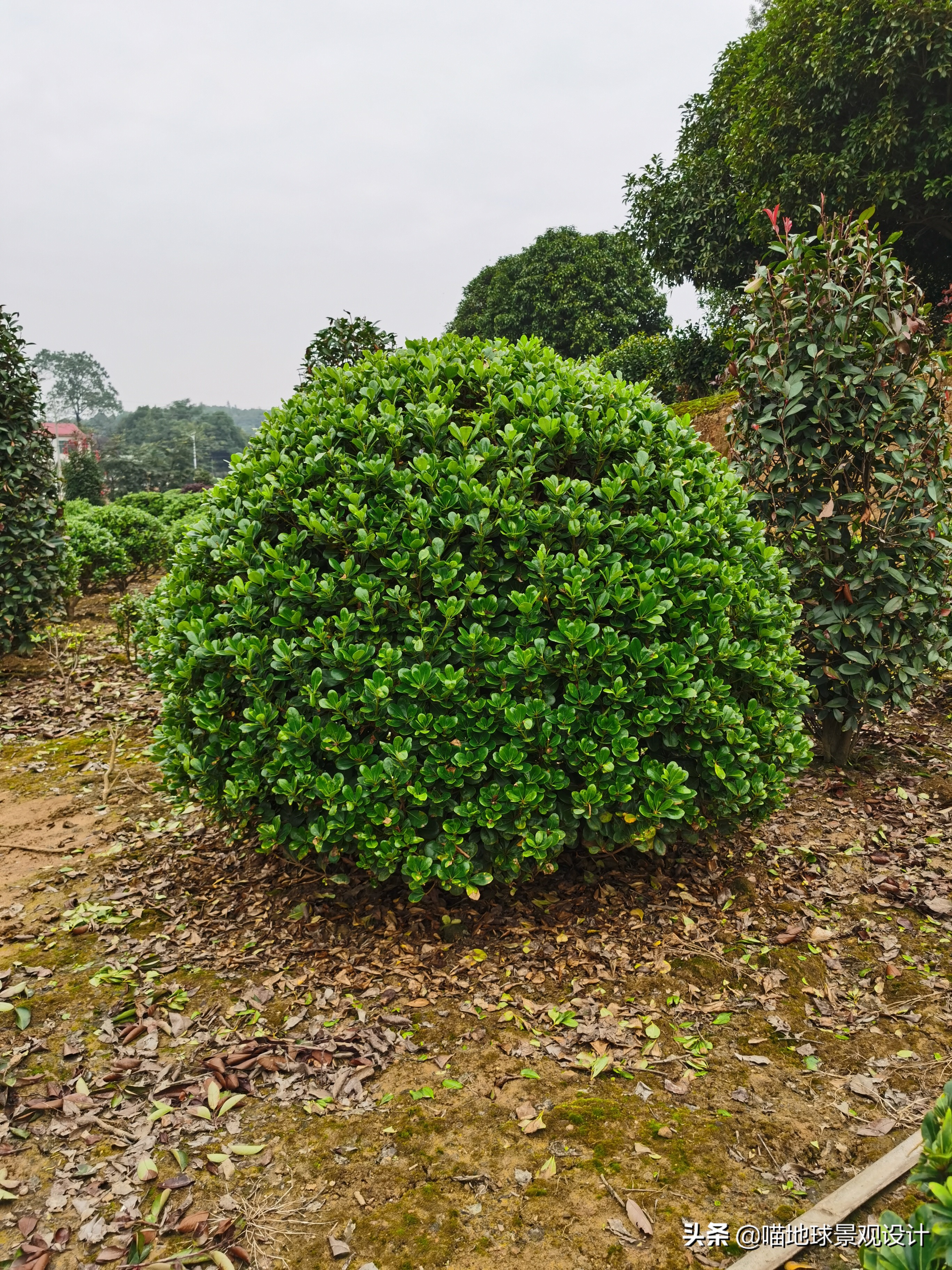 常见的灌木植物100种图片大全,灌木植物种类及图片