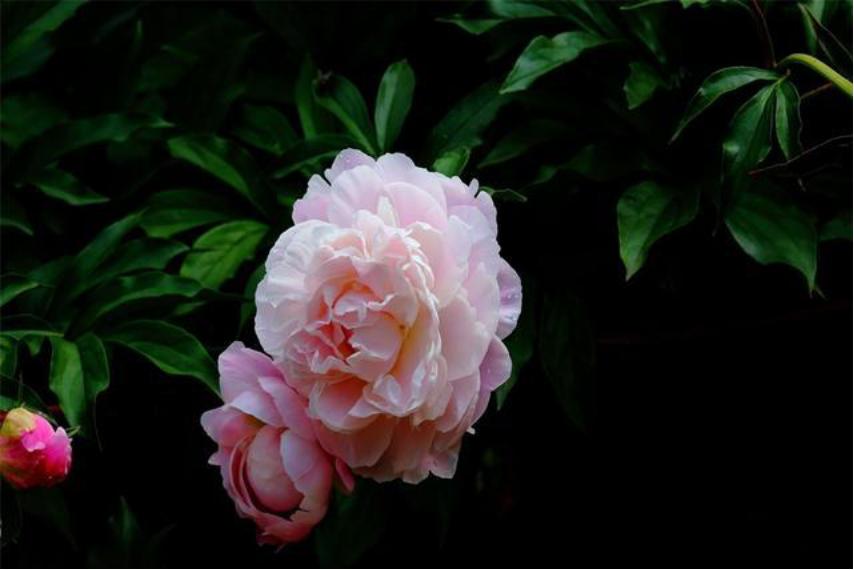 芍药花适合室内养殖吗北方,如此艳丽的芍药花你会养吗