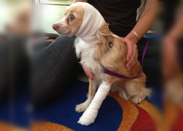 流浪狗受伤了怎么办求助什么部门,可怜的流浪狗终于得到救治