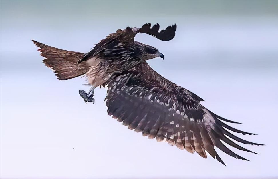 南京上空出现老鹰了吗,南京滨江上空近千只老鹰盘旋飞舞