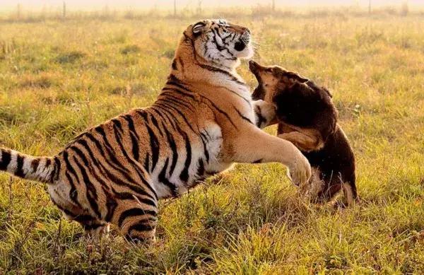 哪种犬可以单挑过老虎,能战胜狼的猛犬