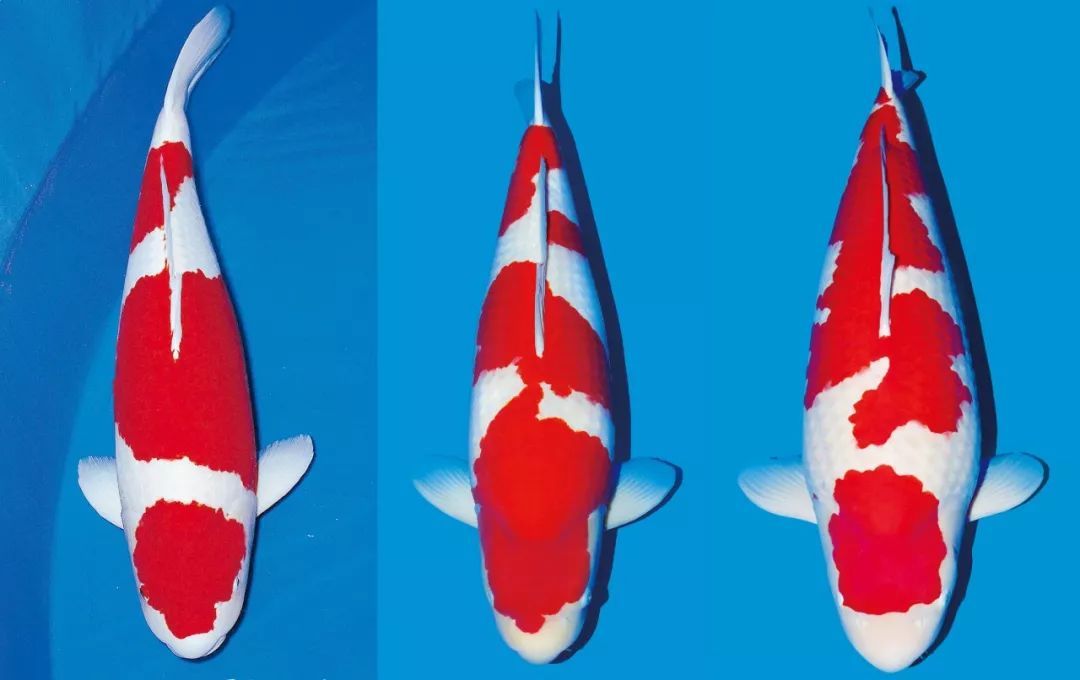 锦鲤多长时间喂一次锦鲤喂食方法,锦鲤怎么喂才知道饱了